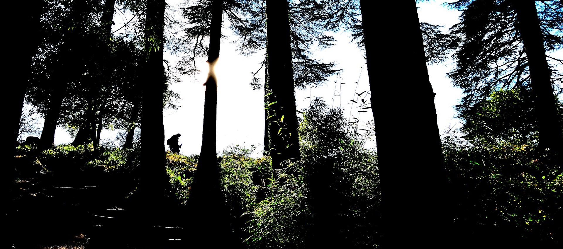 Dhanaulti Travel Package